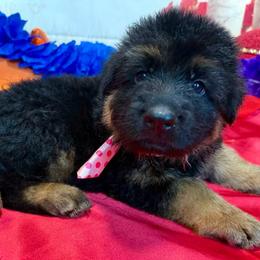 FRANK WHITE N - Black and red male German Shepherd puppy in Yorkville, Illinois from Vom Archbold Haus World Class German Shepherds