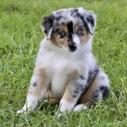 Girl 1 - Miniature Australian Shepherd puppy in Florida from J7 Miniature Australian Shepherds
