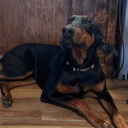Raven - Doberman Pinscher