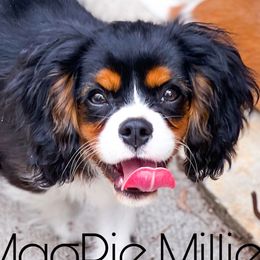 Millie - Cavalier King Charles Spaniel