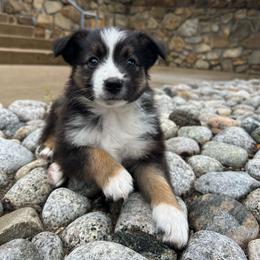 Sunny - Black tri female Miniature Australian Shepherd puppy in North Richland Hills, Texas from Hailey's Miniature Australian Shepherds