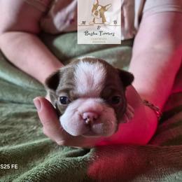 Atreus - Seal brindle and white male Boston Terrier puppy in Colorado Springs, Colorado from M&Bs Boston Terriers