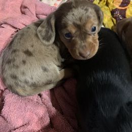 Dachshund Puppies from Mardox Dachshunds