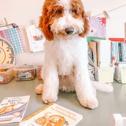 Goldendoodle and Poodle Puppies from CharleighRae Poodles and Doodles