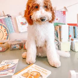 Goldendoodle and Poodle Puppies from CharleighRae Poodles and Doodles