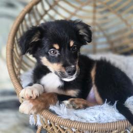 Snickers - Black tri male Miniature Australian Shepherd puppy in Killen, Alabama from Wilkers Wholehearted Mini Aussies