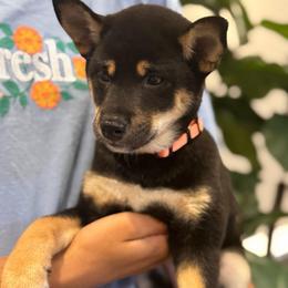 Citrus - Black and tan female Shiba Inu puppy in Elizabeth, New Jersey from Shiba Inu Loving Care