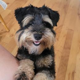 Larry - Miniature Schnauzer
