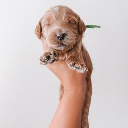 Franklin (Green Collar) - Red  male Goldendoodle puppy in Beaverton, Oregon from Henry Elliots