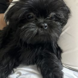 BlackBerry - Shih Tzu