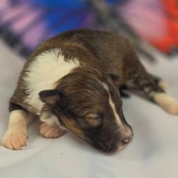 Pretzel - Sable and white female Shetland Sheepdog puppy in Citra, Florida from Southpaw Herders LLC