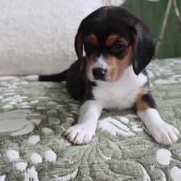 Cash - Black white and tan male Beagle puppy in Susanville, California from Homegrown Beagles