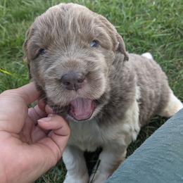 Newfoundland Puppies from Wrinkles Rare Newfoundlands