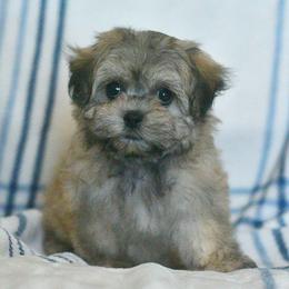 Clementine - Brown female Shichon puppy in Delta, Colorado from PTK Ranch