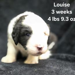 Louise - Gray and white female Old English Sheepdog puppy in Sutherlin, Oregon from Sapphire Eyes Sheepdogs