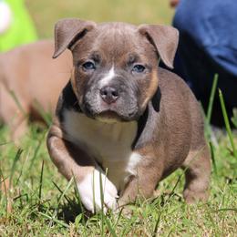 Boaz - Blue tri-color male American Bully puppy in Easton, Maryland from Night Court Bullies