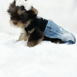Love Bug - Chocolate and tan male Yorkshire Terrier puppy in Azle, Texas from Texas Star Unique Yorkies