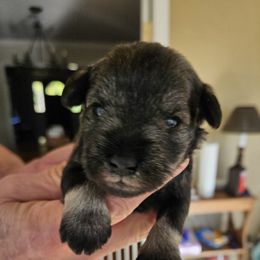 Salt Pepper Boy - Salt and pepper male Miniature Schnauzer puppy in Blountville, Tennessee from Maxwell House Schnauzers