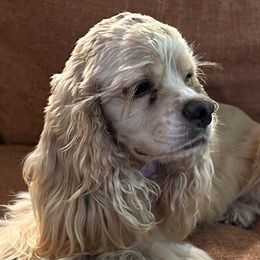 Winnie  - Cocker Spaniel