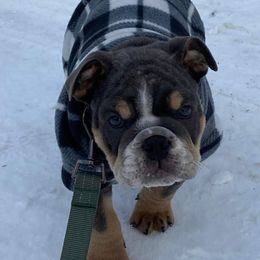 Boxer, Bulldog, and French Bulldog Puppies from Hillview Kennels