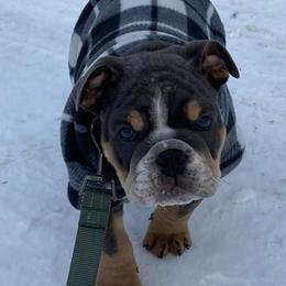 Boxer, Bulldog, and French Bulldog Puppies from Hillview Kennels