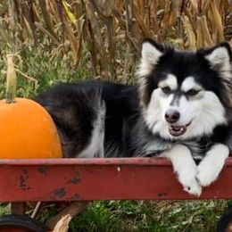 Pomskies from North Gate Pomskies