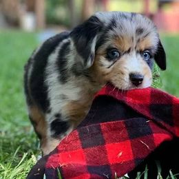 Miniature Australian Shepherds and Toy Australian Shepherds from Sparkling Cross Toy & Mini Aussies