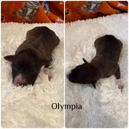 Olympia - Sable female Bordoodle puppy in Republic, Missouri from Holland Hilltop Farm