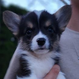 Petunia - Black and tan female Pembroke Welsh Corgi puppy in Sidney, Ohio from Cozy Corgi Ranch