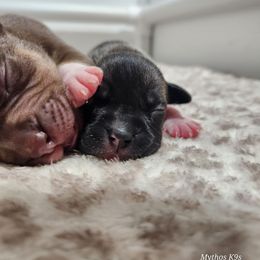 Buttercup - Fawn sable female American Pit Bull Terrier puppy in Macon, Georgia from Mythos K9s