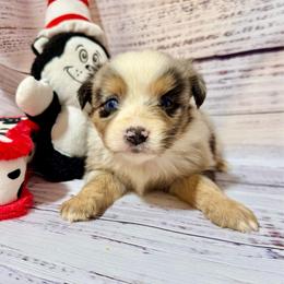 Merle female 1 - Blue merle female Miniature Australian Shepherd puppy in Lemon Cove, California from Magic Ranch Mini Aussies