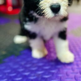 Bearded Collie and Border Collie Puppies from Beloved Bearded & Border Collies