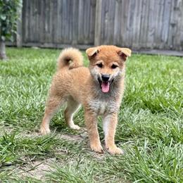 Kobe - Red male Shiba Inu puppy in Houston, Texas from Sakura Blossom Shibas
