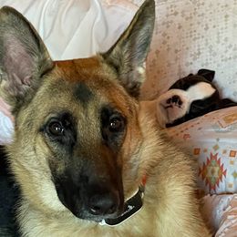 Boston Terrier Puppies from Bethelbreeders