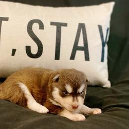 Bill - Red and white male Pomsky puppy in Winston, Oregon from Arctic Tails Spitz