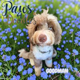 Richmond Guardian Opportunity - Chocolate merle male Bernedoodle puppy in Henrico, Virginia from Paws 4 Doodles, LLC
