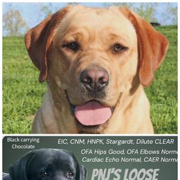 Labrador Retriever puppies from Mahan Labs