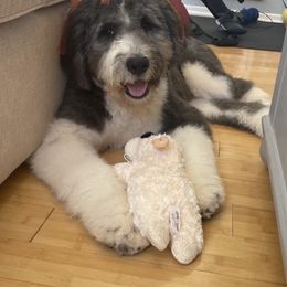 Goldendoodle and Poodle All Grown Up from Colorful Creations Doodles and Poodles