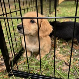 Chihuahua and Dachshund Puppies from Little Pawz, LLC