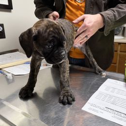 Gypsy - Brindle female Boxer puppy in Taft, Tennessee from Hillbillie Boxers