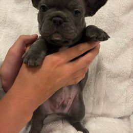 French Bulldog Puppies from Wyo frenchies