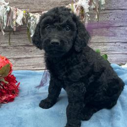 Fleur - Black female Goldendoodle puppy in Lisbon, Ohio from Willow Lane Doodles