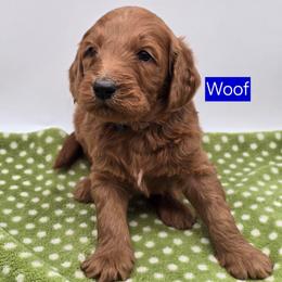 Woof - Red  male Goldendoodle puppy in Neillsville, Wisconsin from Granton Creek