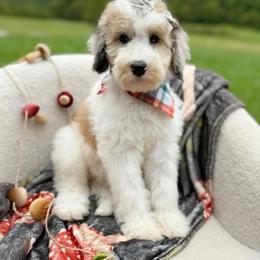 Shelly - Brown and white female Sheepadoodle puppy in Argillite, Kentucky from DeAnna’s Doodles