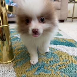 Kingston (Blue Green Eyes) - Tri-colored male Pomeranian puppy in Saint Louis, Missouri from Velvet Crown Kennels 👑
