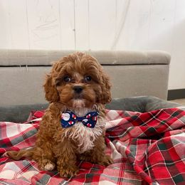 Kringle - Red male Cavapoo puppy in Sugarcreek, Ohio from True Hearted Doodles