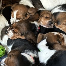 Basset Hounds from Hidden Heart Basset Hounds