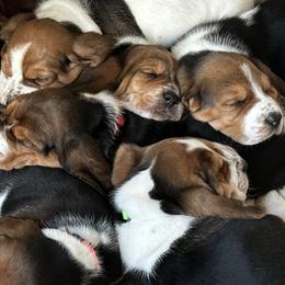 Basset Hounds from Hidden Heart Basset Hounds