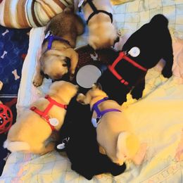 Pug Puppies from Pug Place Phoenix