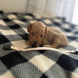Baby white - Cream male Poodle puppy in Meyersdale, Pennsylvania from Annie’s Toy Poodles